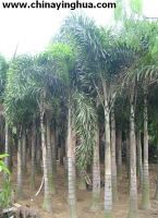Sell Wodyetia bifureata(Foxtail palm-Palm tree-Ornamental plants)