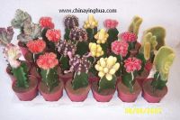 Sell Cacti(Cacti grafted-Cactus-Cereus-Succulent)