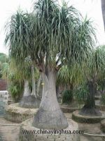 Sell Nolina recurvata(Ponytail palm-Bottle palm-Palm tree)