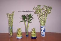 Sell Lucky bamboo(Dracaena sanderiana-Dracaena reflexa-Indoor plants)