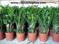 Sell Zamioculcas zamiifolia(Money tree-Indoor plants-Bonsai)