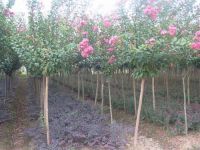 Lagerstroemia indica(Landscaping tree-Bonsai-Stump-Virescence plants)