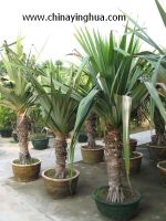 Sell Pandanus utilis(Palm tree-Landscaping plants-Ornamental plants)