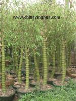 Sell Bambusa ventricosa(Bamboo-Buddha's Belly-Bonsai)