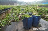 Sell Carmona microphylla-Fukien tea-Ulmus-Bonsai