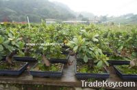Sell Ficus microcarpa(Ficus bonsai-Chinese bonsai)