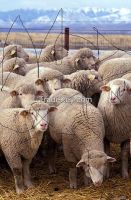 exporters of sheep wool