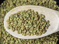 Factory Offer of Egyptian Fenugreek Seeds Spice