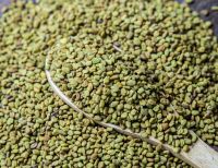 Egyptian Factory producing Fenugreek seed in Bulk