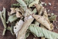 Soft Offer for Egyptian Guava Leaf