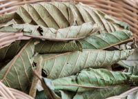 Bulk Egyptian Guavas Leaves Supplier Factory