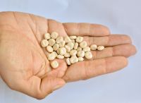 Lupini Beans
