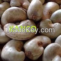 Raw Cashew Nuts in Shell