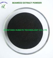 Sell  Seaweed Extract Powder 100% W.S.