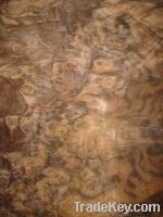 Sell Walnut Burl vaneer