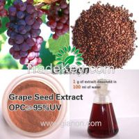 Grape Seed Extract OPC>95%UV