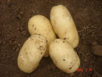 Sell green healthy potatoes