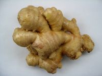 Sell Chinese 2005 Ginger