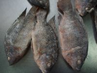 Sell whole round tilapia
