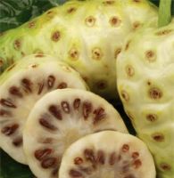 Morinda Citrifolia  (Noni) Extract from Venkatesh Natural Extracts