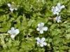 VENKATESH NATURAL EXTRACTS Offering Bacopa Monneri Extract