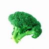 Sell Broccoli Seed Extract