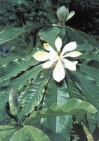 Sell  Magnolia Extract