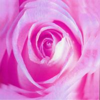 Rose Canvas Art 02