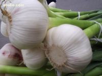 Sell Fresh Garlic 3