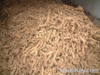 Sell Saussurea Lappa/kuth Root/costus Root