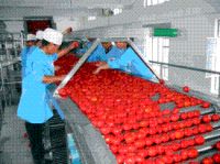 Professional supplier for tomato paste plants