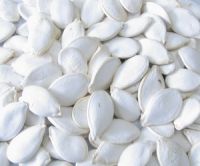 Sell snow white pumpkin seeds