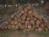 Sell pine logs