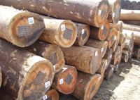 SELL EUCALYPTUS LOGS