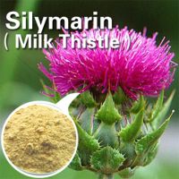 Sell Milk thistle extract with Silymarin, silybin
