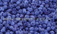 Sell Blueberry P. E