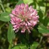 Sell Red Clover Extract