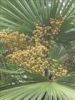 Sell Saw Palmetto Fruit Extract