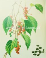 Sell Schisandra Extract