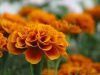 Sell Marigold Extract