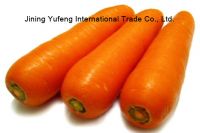 fresh carrot new crop 2013