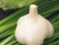 provide garlic
