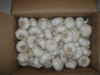 Sell chinese white garlic