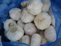 garlic manufacturer