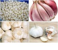 Provide Chinese white garlic