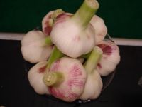 Sell Chinese garlic bulb