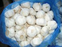Sell white garlic bulb