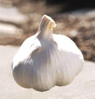 Sell top picked garlic