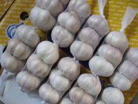 Supply top picked garlic