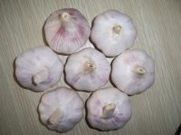 Sell picked garlic